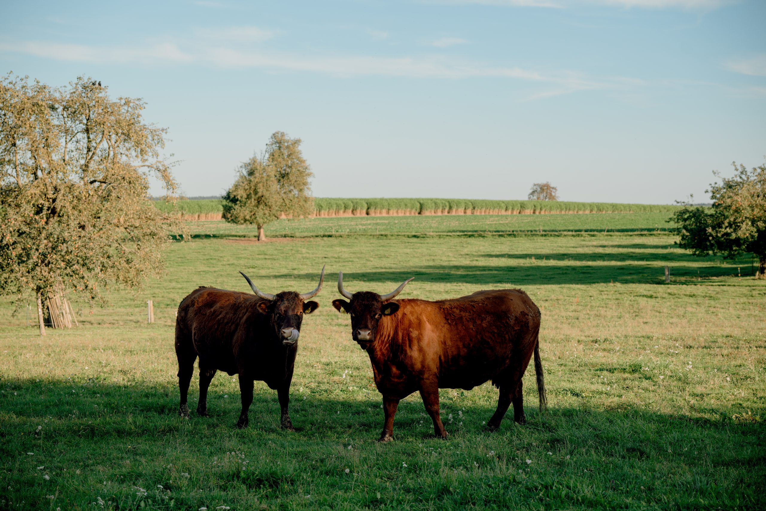 Zwei Rinder auf dem Bio-Bauernhof – Lohnunternehmen Lutz, ein Familienbetrieb betreibt mit modernder Technik Biolandwirdschaft. Aufgenommen am 27. September 2023 in Ehningen