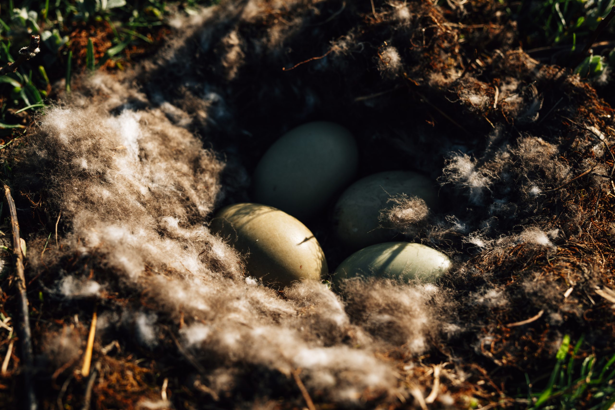 Eiderenten verlieren zur Brutzeit ihre Brustfedern, die Daunen dienen als Füllmaterial fürs Nest.