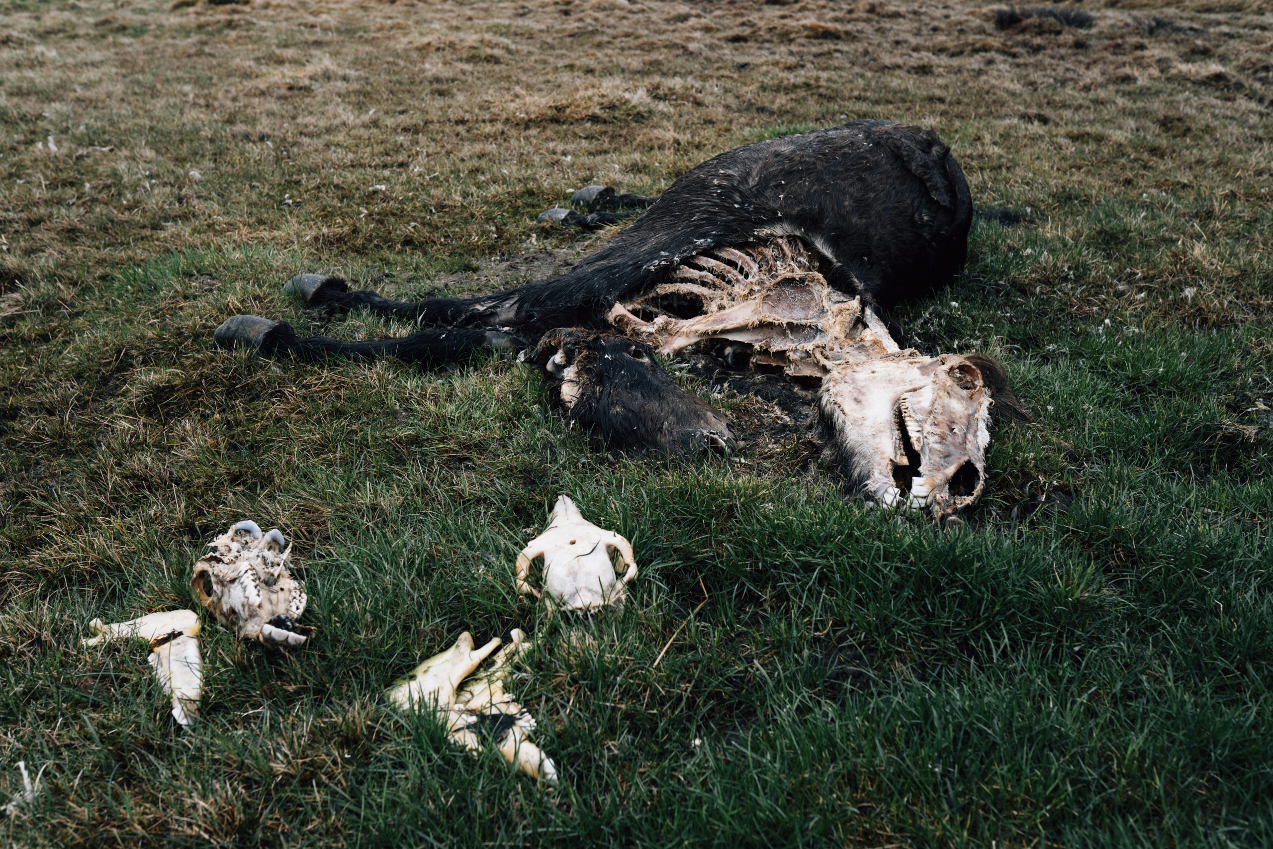 Viele Landwirt:innen töten im Winter einige ihrer Islandpferde und legen sie als Köder aus. Wenn der Schnee schmilzt, bleiben Knochen und Haut zurück.