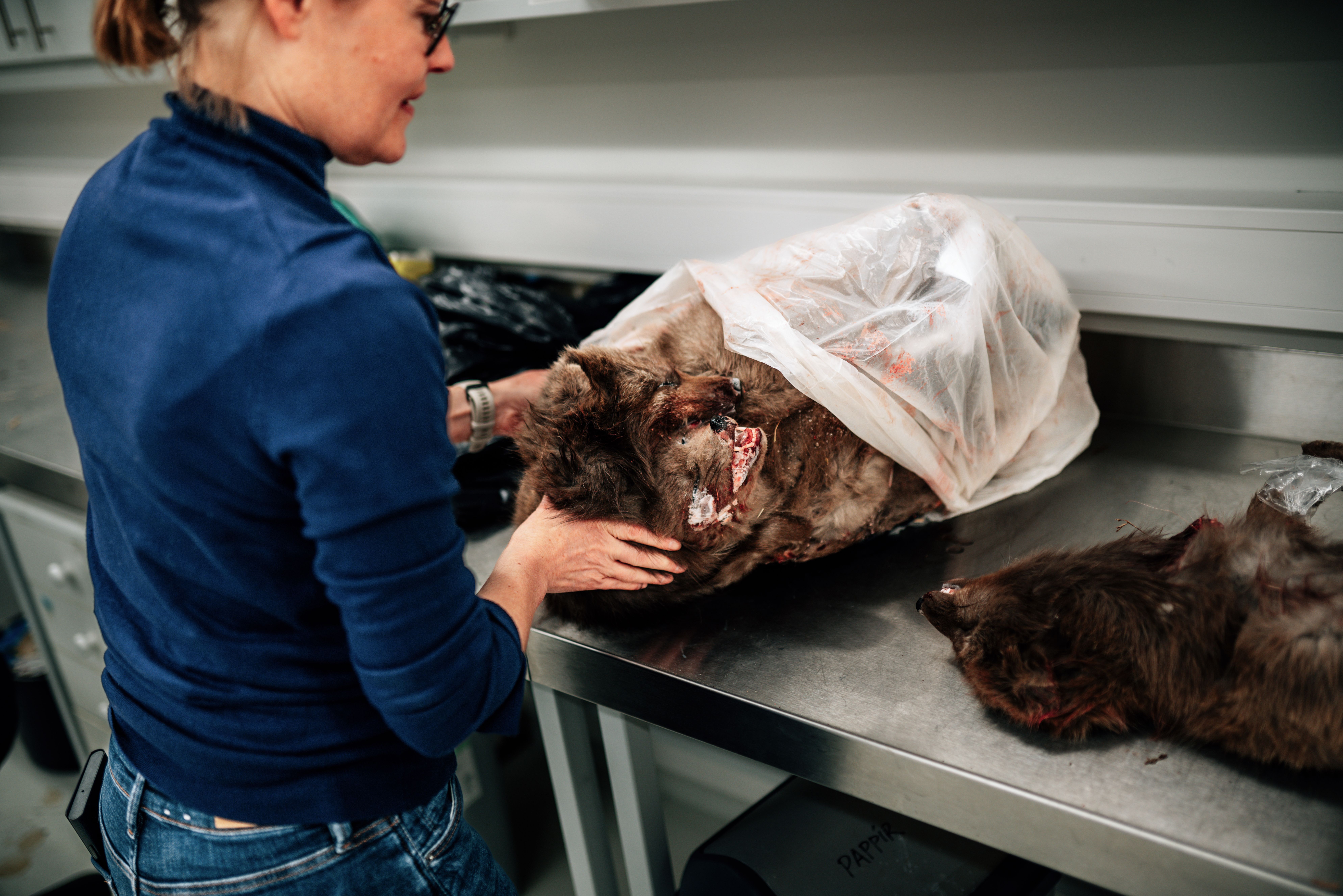 Für ihre Forschung ist Ester Rut Unnsteinsdóttir auf die Fuchsjäger angewiesen: Sie schicken ihr die geschossenen Fuchskadaver.