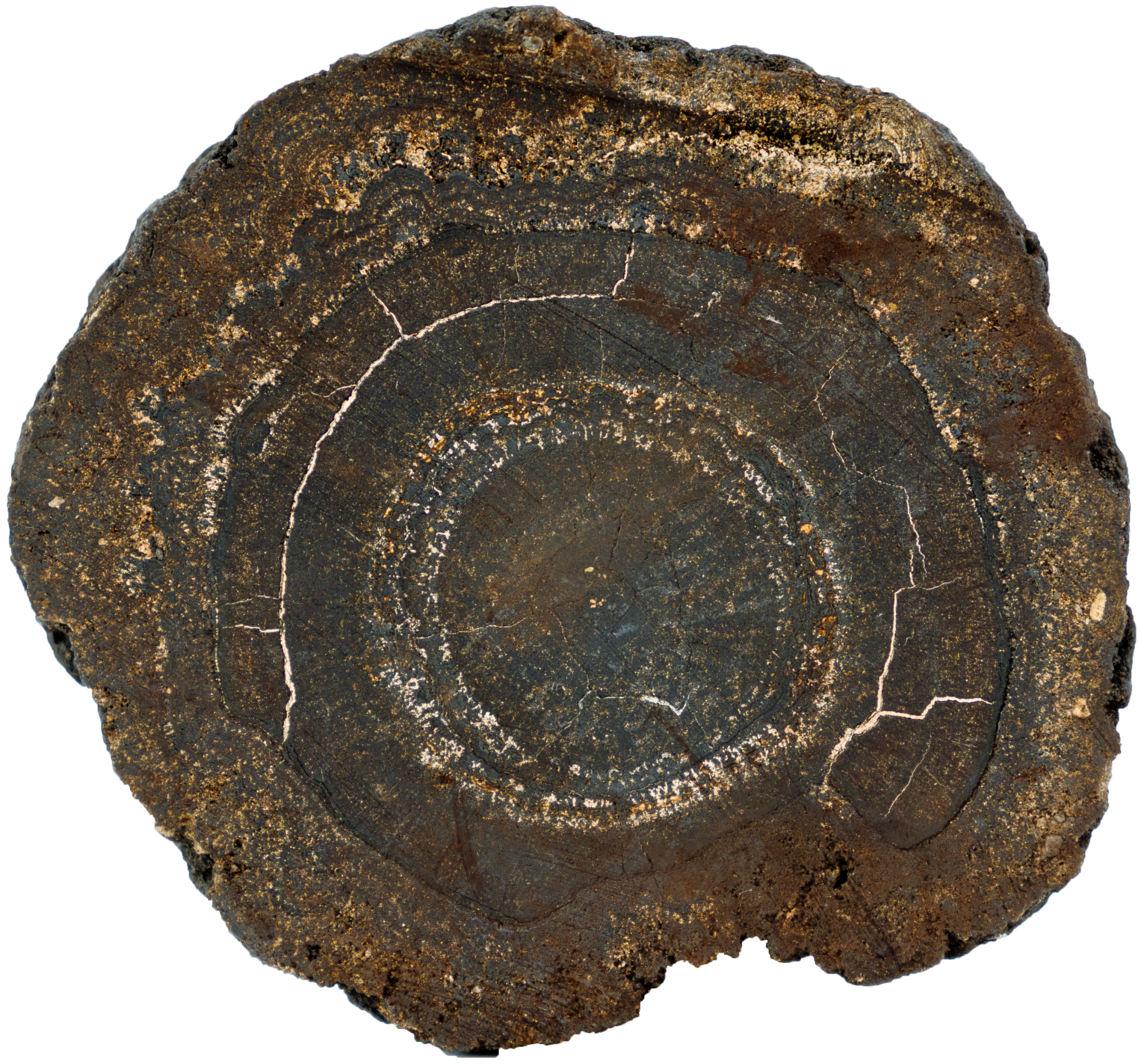 Querschnitt durch eine Manganknolle